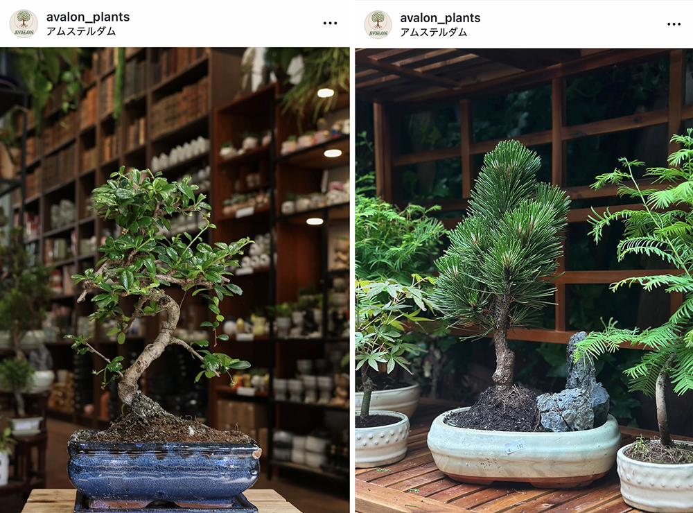 Avalon Plants