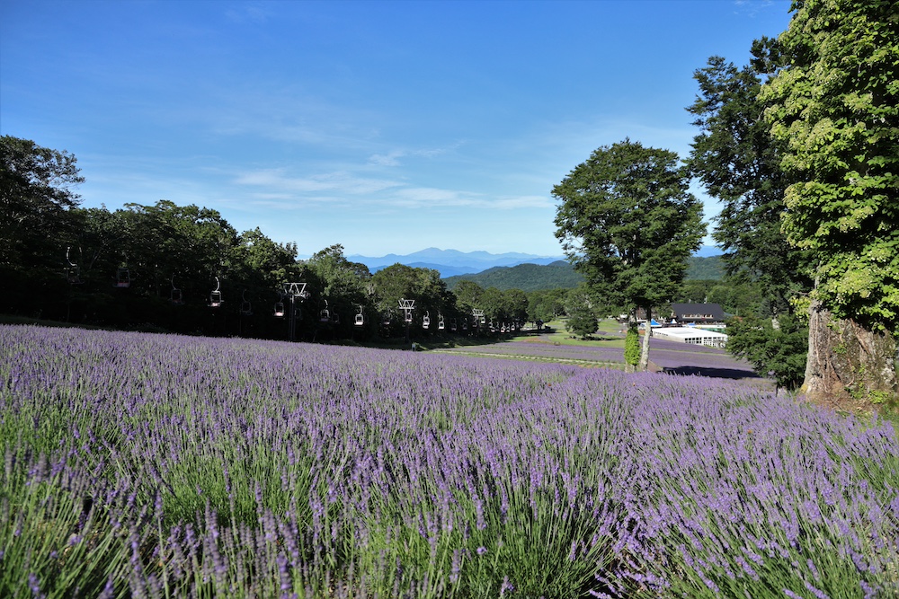 たんばらラベンダーパーク「ラベンダー摘み取り体験会」