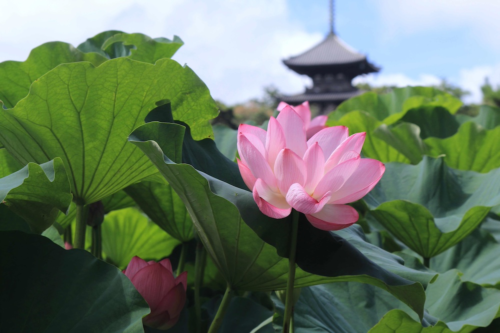 三溪園「早朝観蓮会」