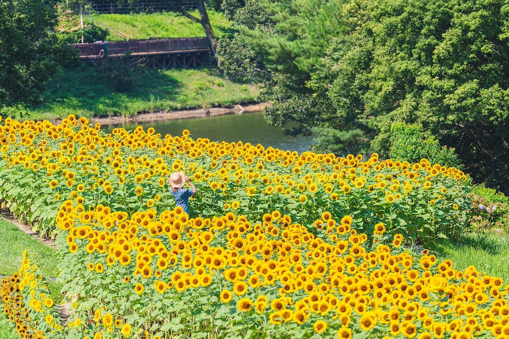 国営讃岐まんのう公園「サマーフェスタ」