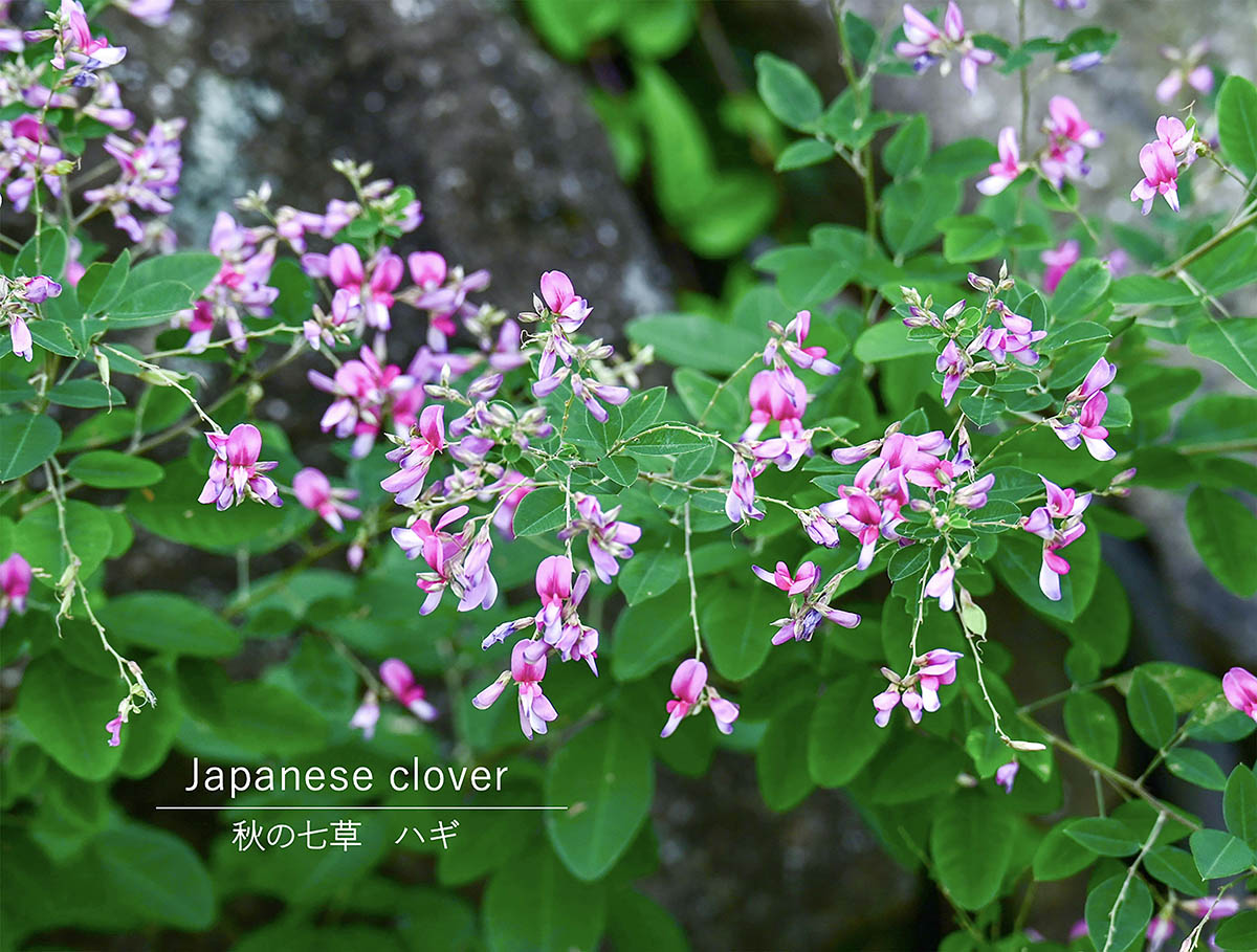 【秋の七草】ハギ（萩）の育て方・剪定のコツ！ 初心者でも失敗しない栽培ポイントや種類も解説