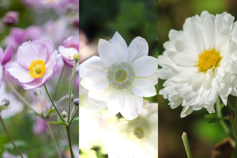 季節の花の3択クイズ 秋の訪れを告げる花! シュウメイギクは次のうちどれ?