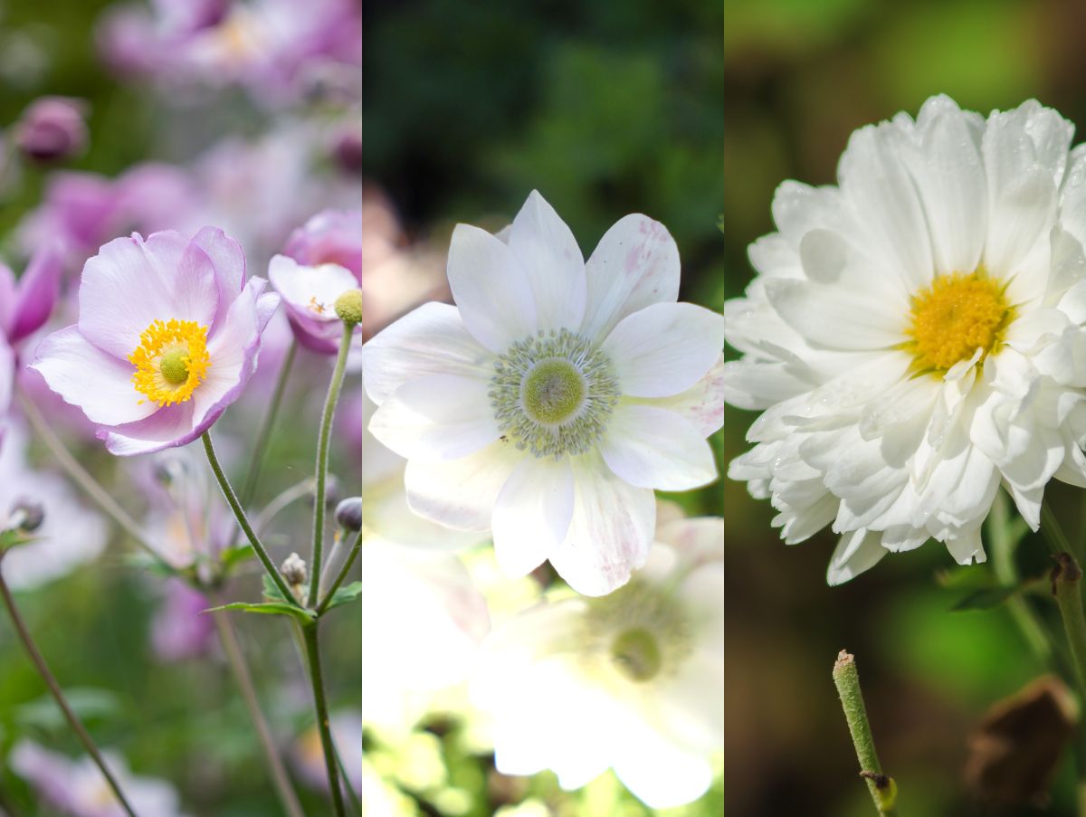季節の花の3択クイズ 秋の訪れを告げる花！ シュウメイギクは次のうちどれ？