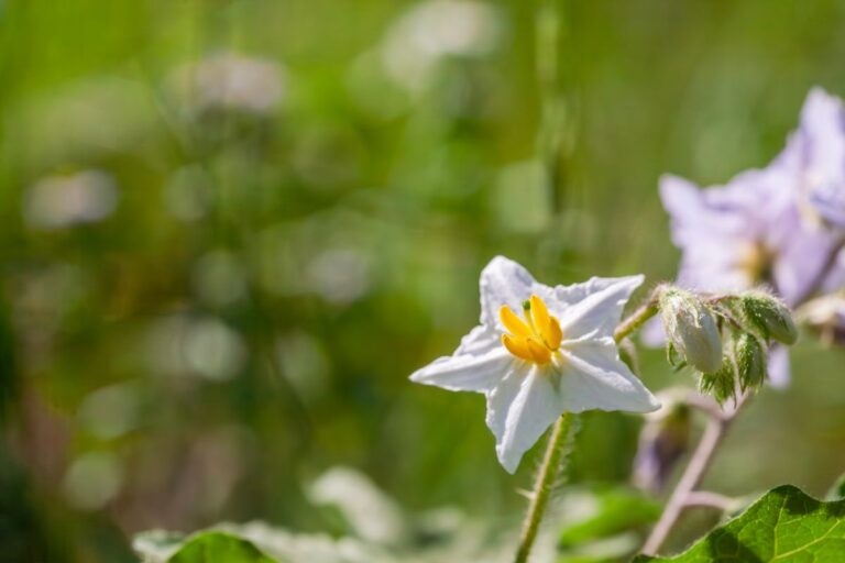 星形の花が咲く危険な雑草！ 身近なこの野草の名前は？【Let’s Try! 植物クイズ】