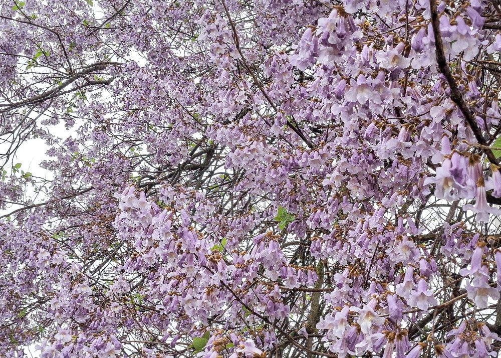 キリの花