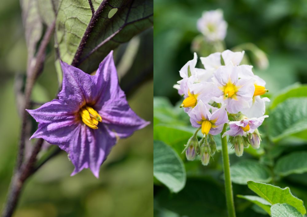 ナスとジャガイモの花