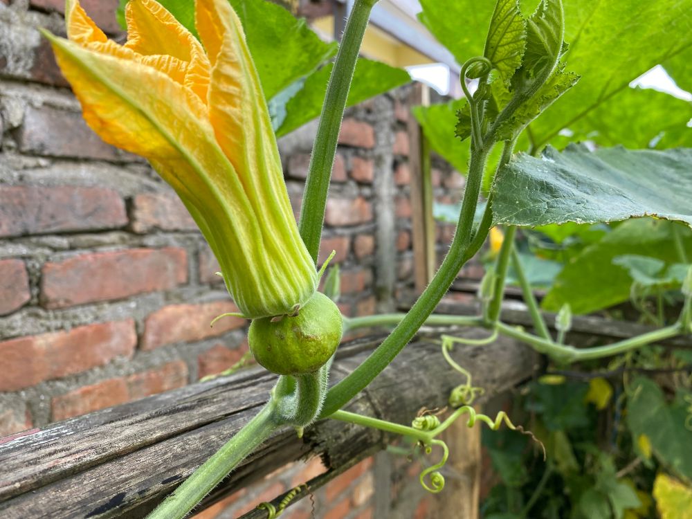 カボチャの雌花