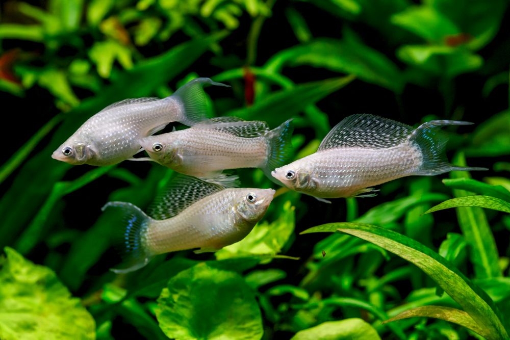水生生物