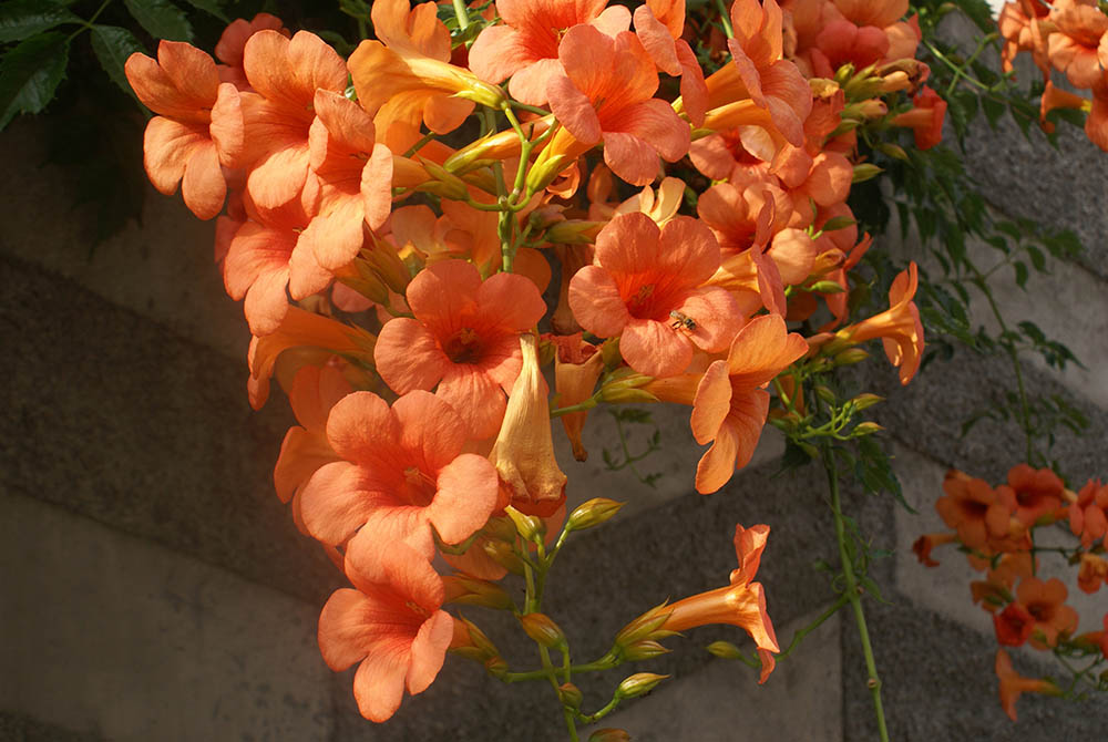 タグリアブアナ　Campsis × tagliabuana