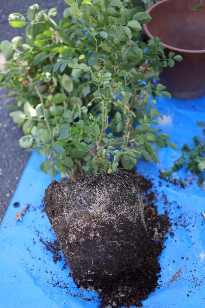 バラの植え替え