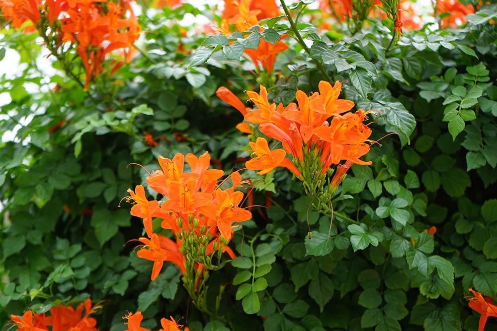 ヒメノウゼンカズラ   Tecomaria capensis