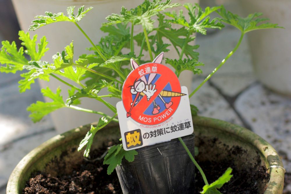 蚊連草(センテッドゼラニウム)