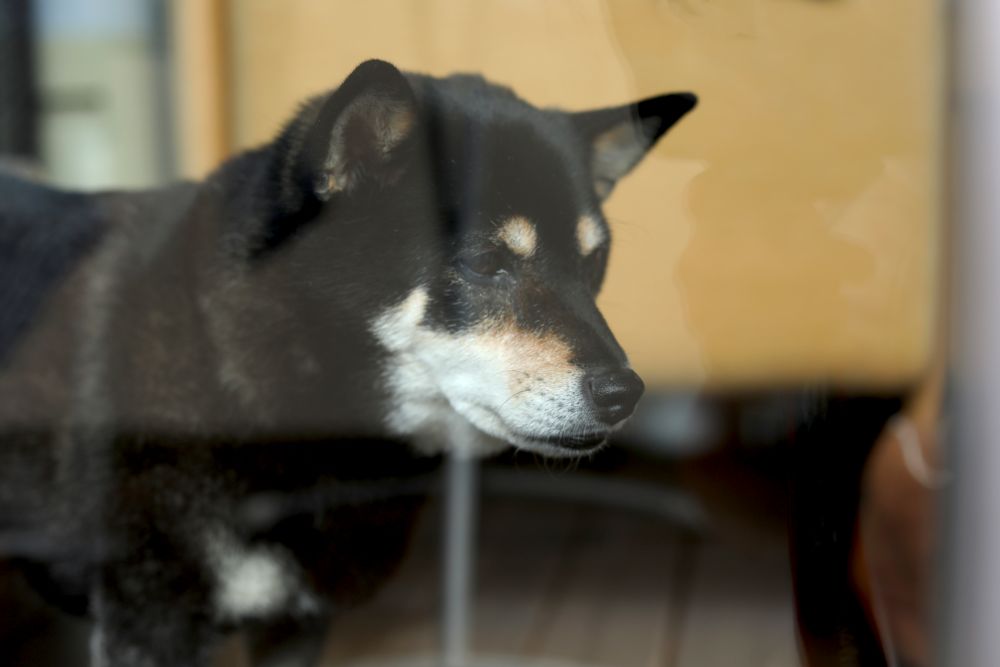 愛犬あん