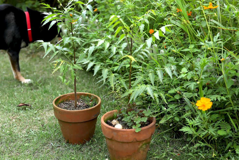 ニームの鉢植え