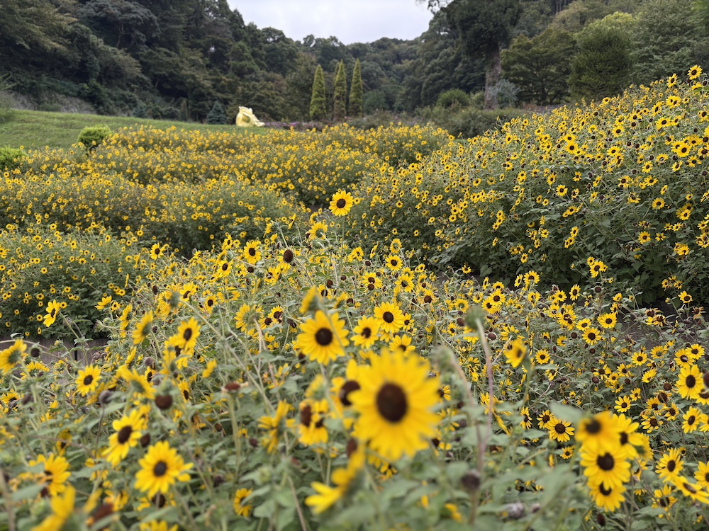 ACAO FOREST「ACAO FOREST SUMMER 2026」