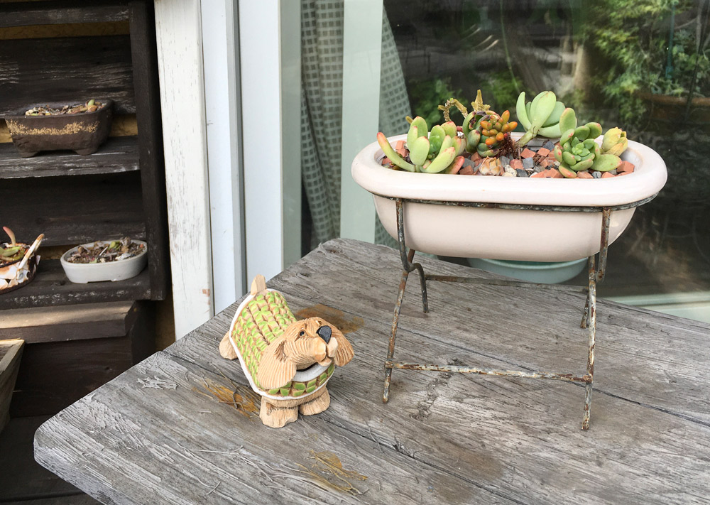 多肉植物のお皿と服を着た犬のオブジェ。