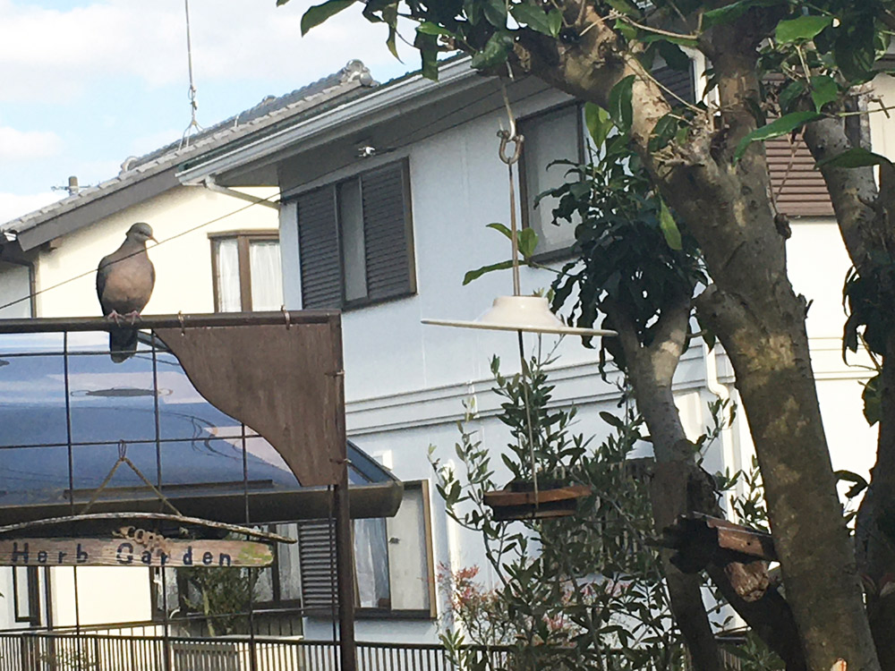 ハトがやってきました！