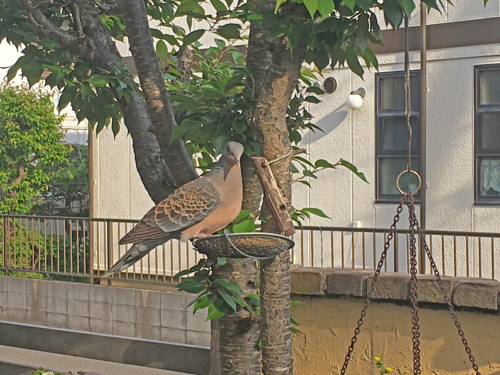 エサ台に留まったハト。
