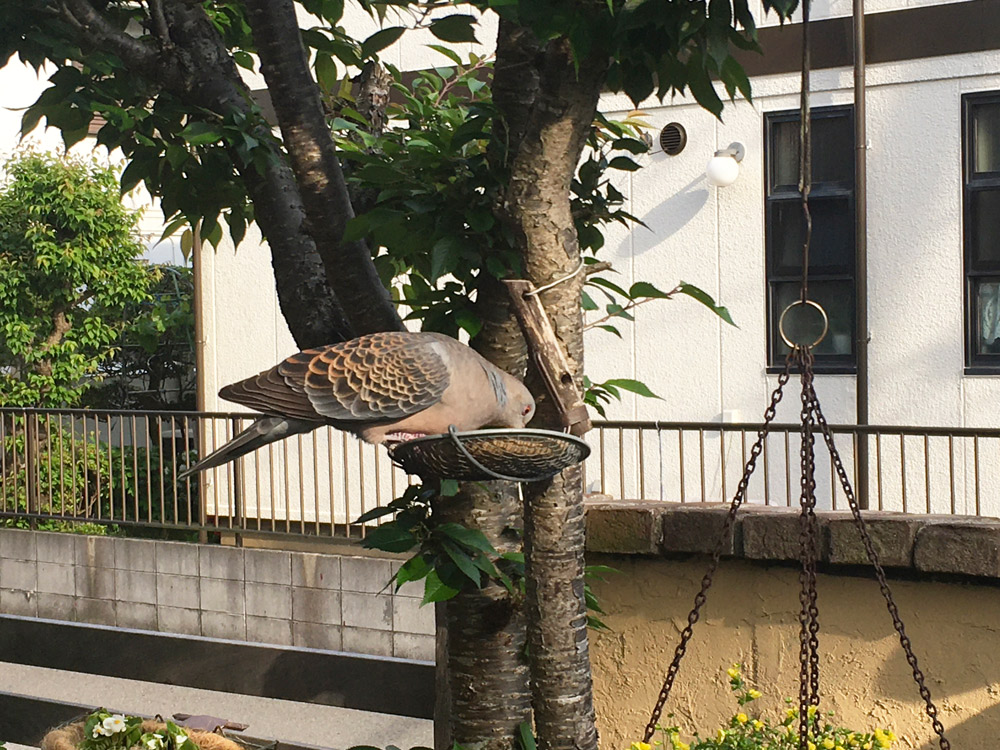 美味しそうについばんでいます。