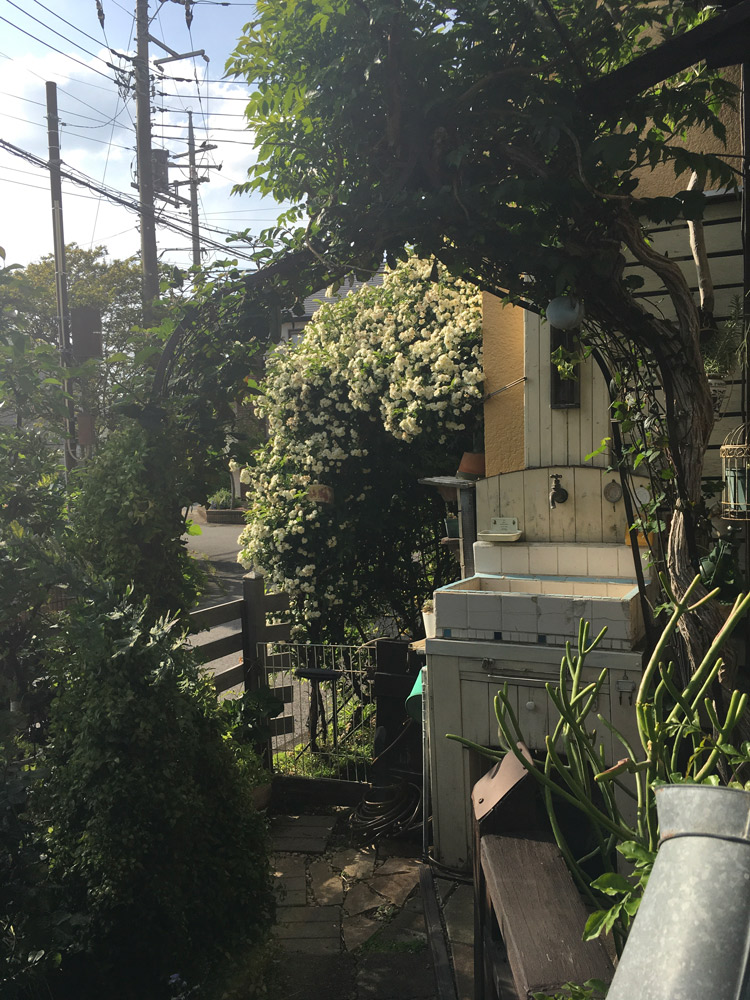 DIYで作った白い水栓流し台。背後には満開のモッコウバラ。