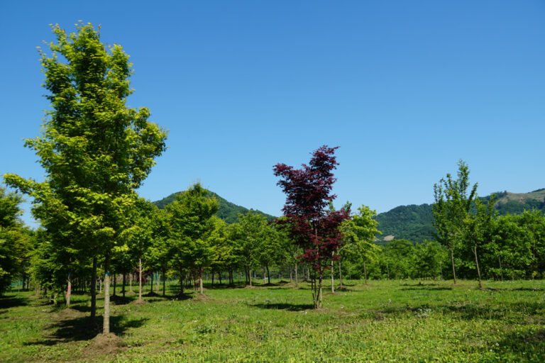 今植木業界が熱い！ 全国の若手生産者の思い【グリーン情報7月号】