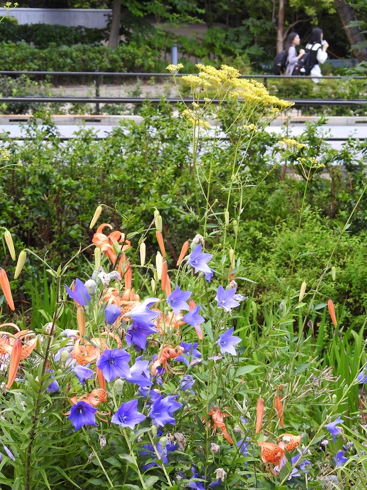 7月、中央広場のせせらぎで開花するオミナエシ、キキョウ、コオニユリなど。