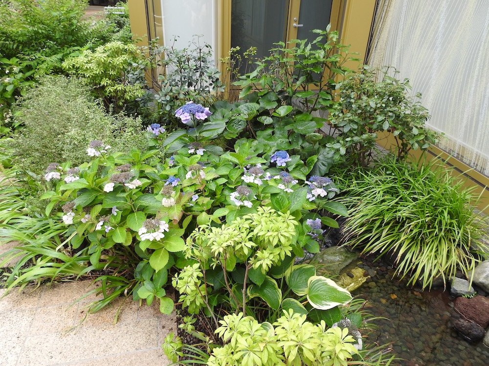 建物に隣接した半日陰環境における、アジサイやギボウシなどの混植例。