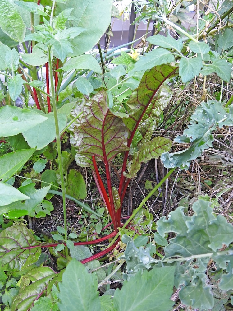 ハーブから野菜まで全80種類もの作物