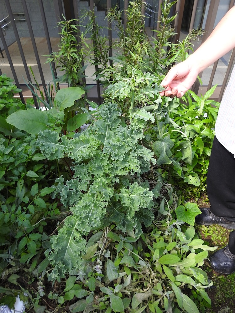 GREEN POOLで育つ作物。自然農法で育てているからか、いずれもエグみが少なくスッキリとした味わいが楽しめます。