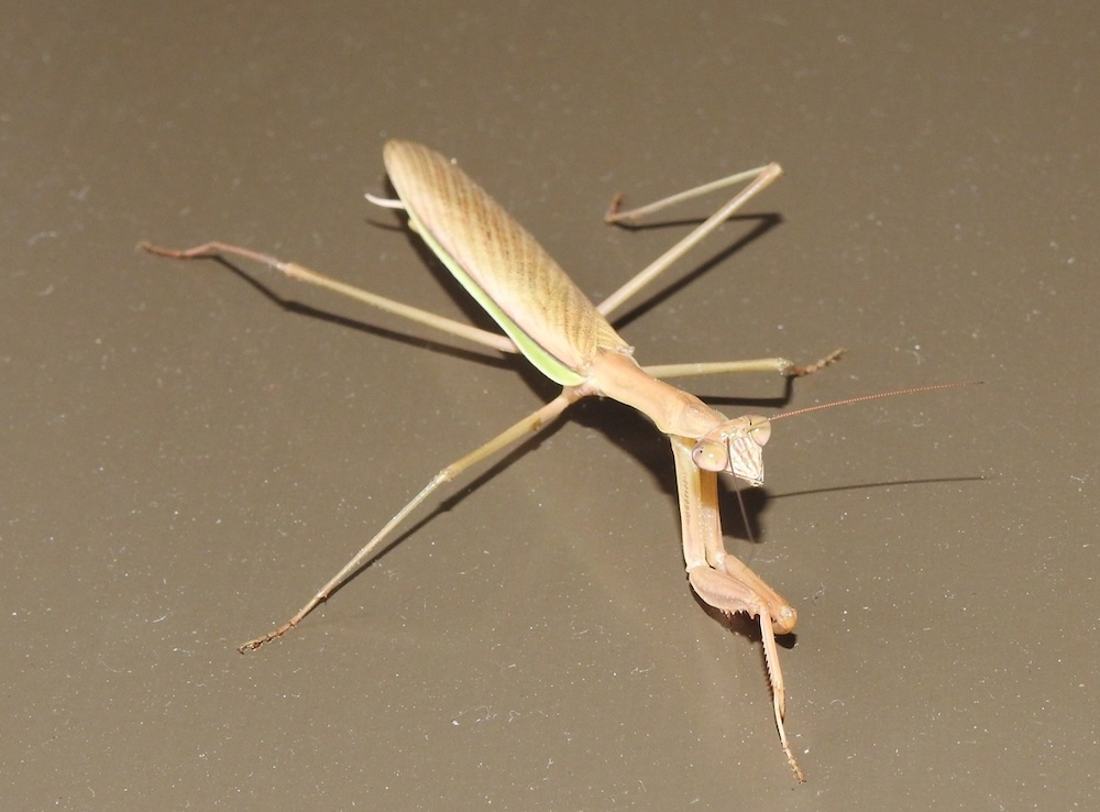 オオカマキ。