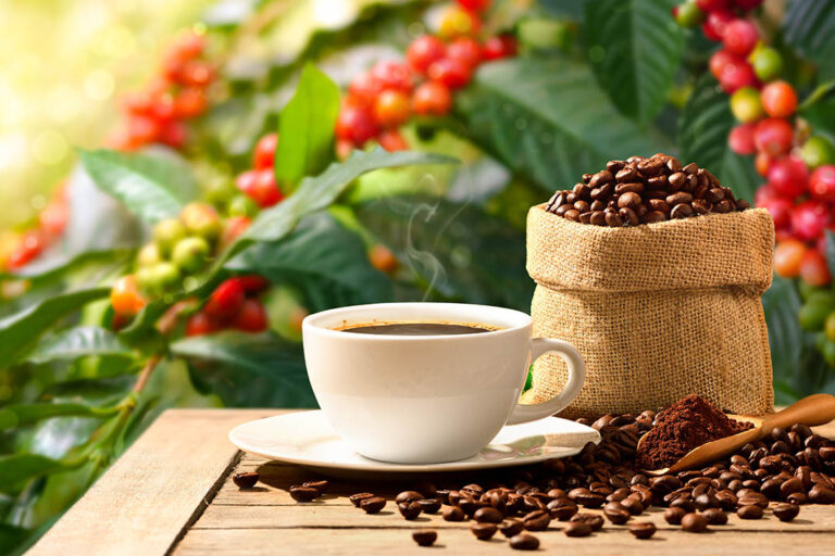 「自宅でコーヒー収穫も夢じゃない」観葉植物として人気のコーヒーノキを実らせる意外と簡単な育て方