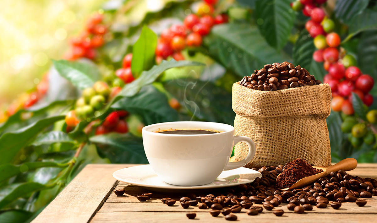 「自宅でコーヒー収穫も夢じゃない」観葉植物として人気のコーヒーノキを実らせる意外と簡単な育て方