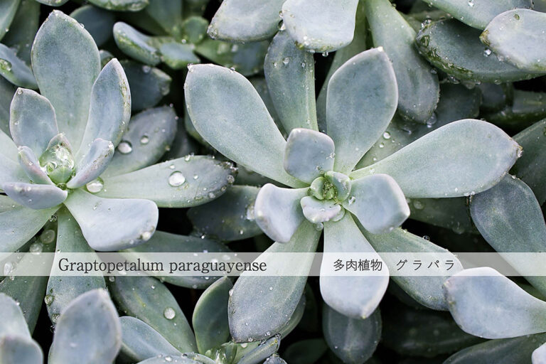 えっ、多肉植物が野菜に⁉︎  シャキシャキ酸っぱい栄養豊富な「グラパラ」を育てよう