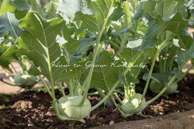 わずか2カ月で収穫！ スーパーで買えないオブジェみたいな野菜「コールラビ」の失敗しない栽培テク