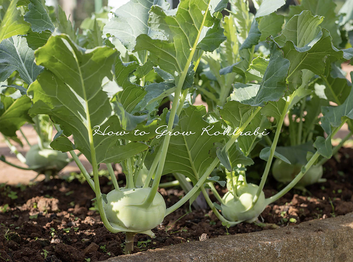 わずか2カ月で収穫！ スーパーで買えないオブジェみたいな野菜「コールラビ」の失敗しない栽培テク