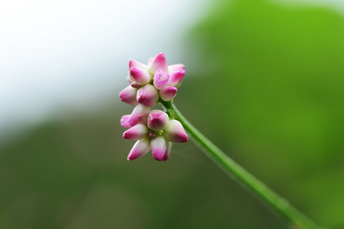 可愛らしいピンクの花とは裏腹の怖い名前！ 身近なこの野草の名前は？【Let’s Try! 植物クイズ】