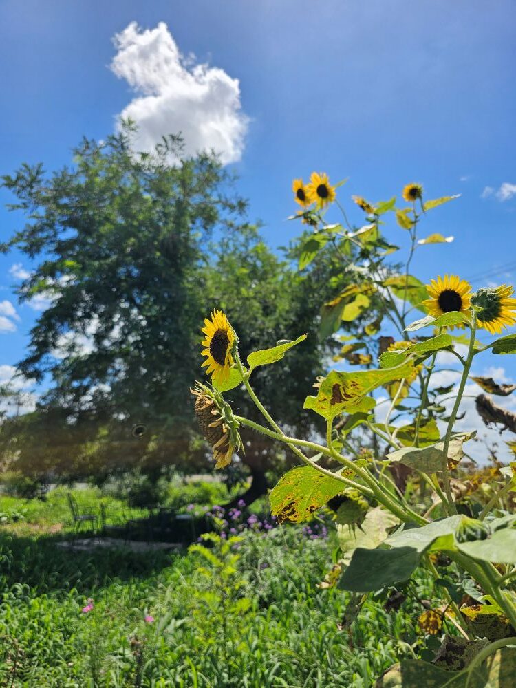 花