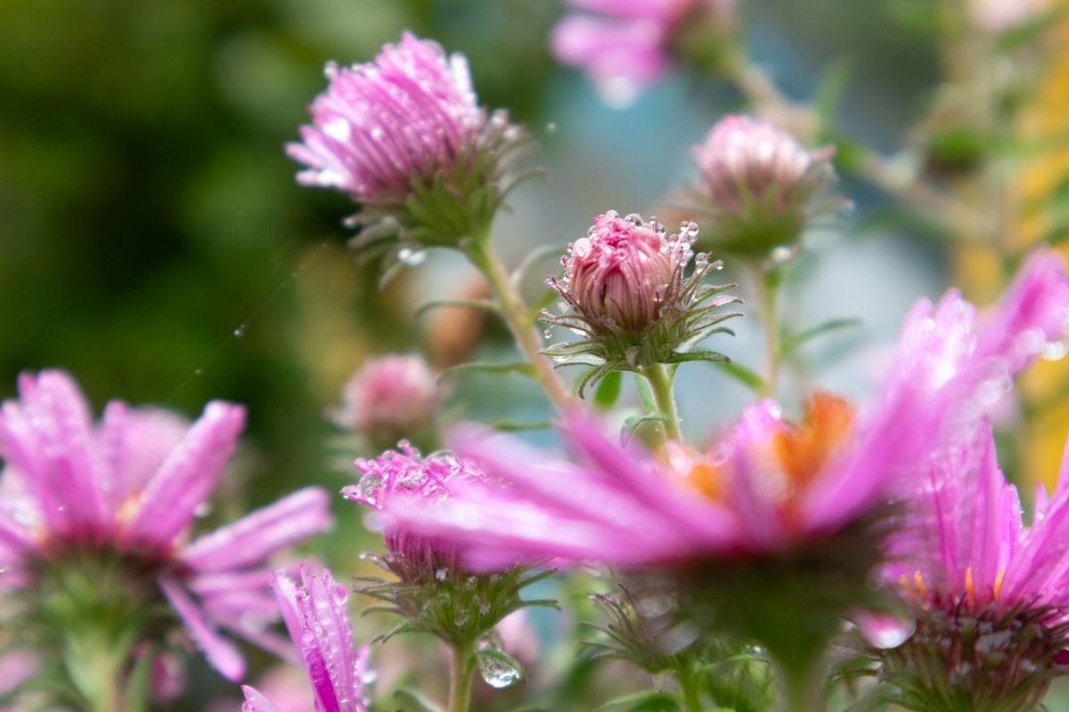 秋の長雨で植物が弱っている! 根腐れ・蒸れを防ぎ、傷んだ株を秋に復活させる「リカバリー術」【後篇】