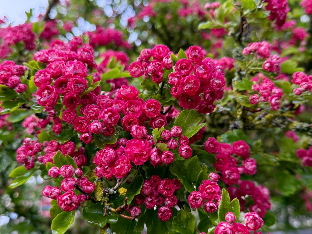 八重紅サンザシ