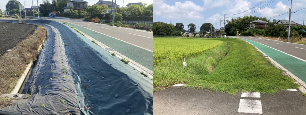 畦のクラピア
