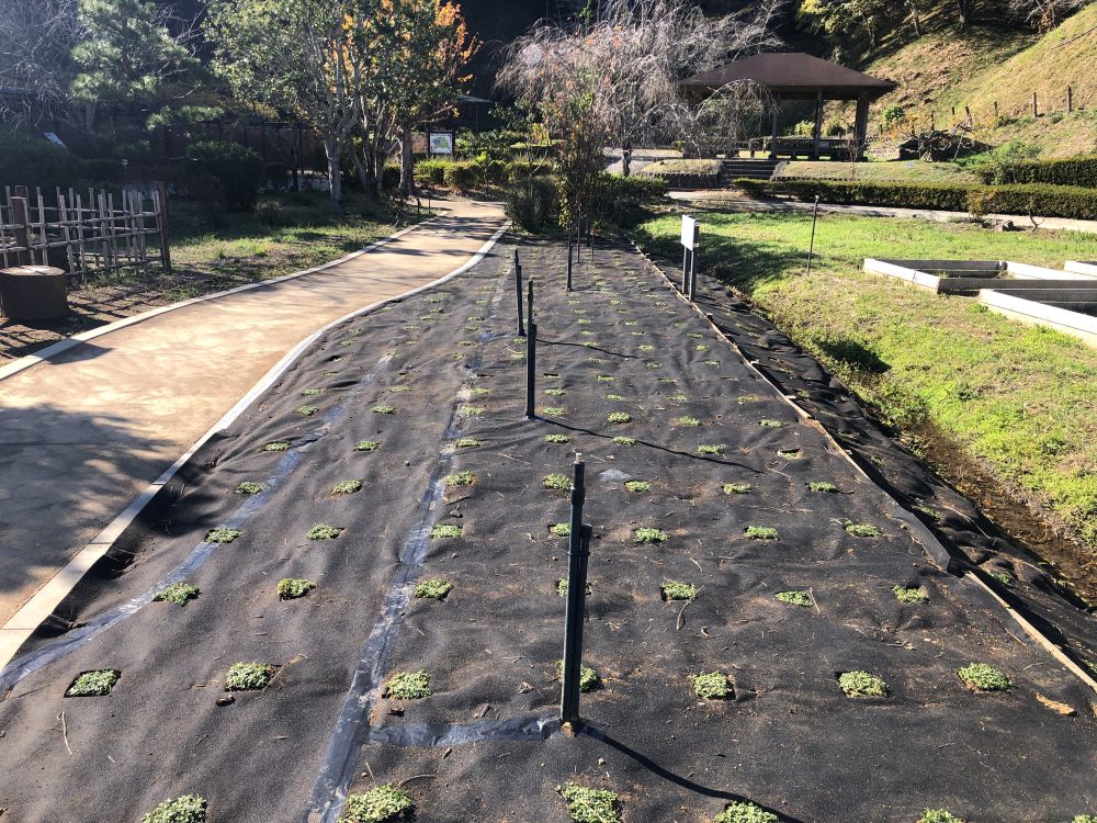 植栽直後のクラピア