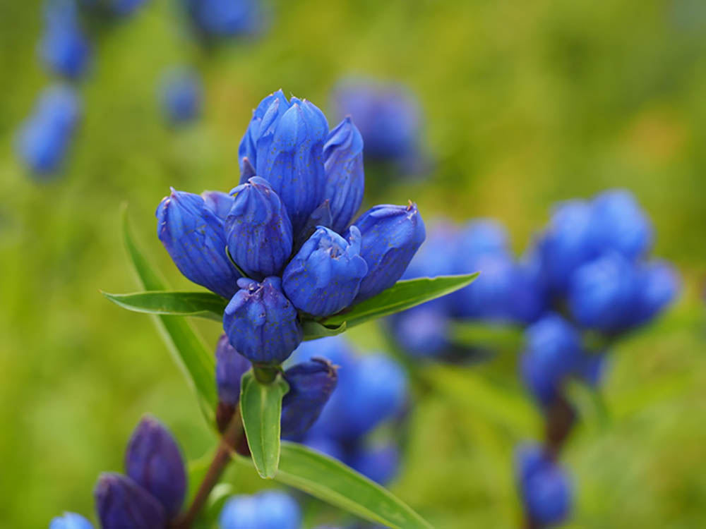 エゾリンドウ　Gentiana triflora var. japonica