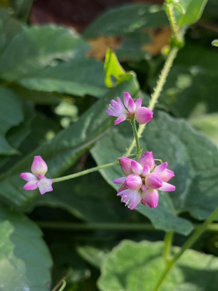 野草クイズ