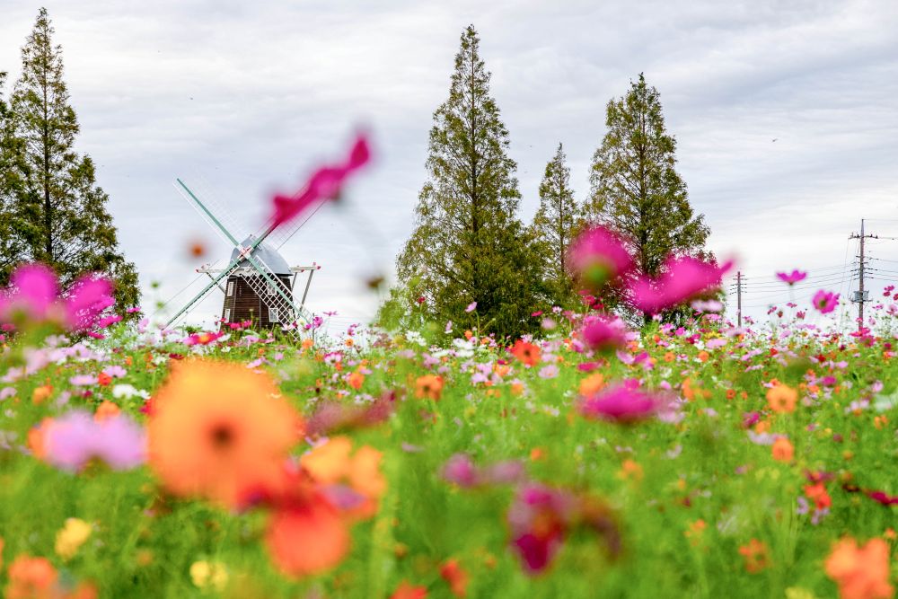 あけぼの山農業公園(千葉県)
