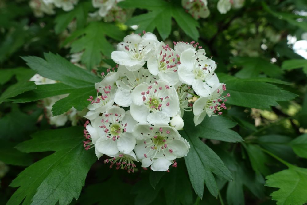 サンザシの花