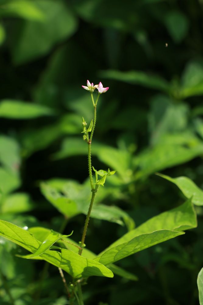 野草