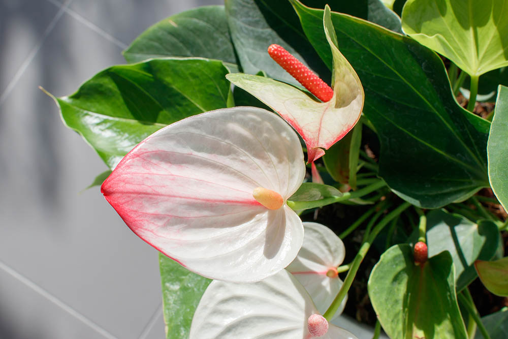 アンスリウム ‘ミスティーク’ Anthurium 'Mystique'