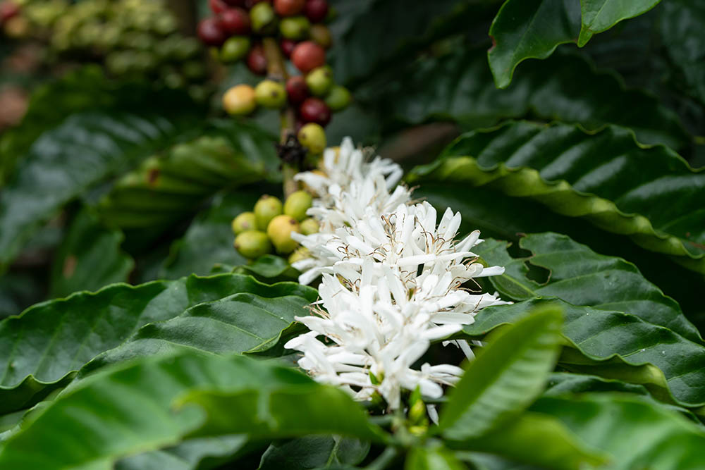コーヒーの花