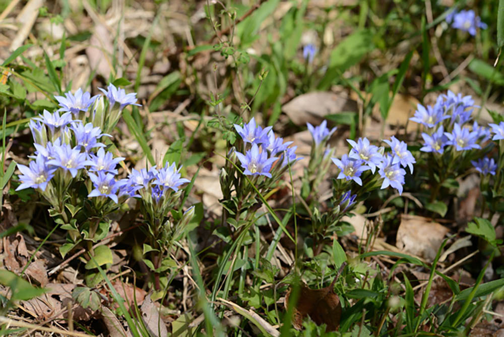 フデリンドウ　Gentiana zollingeri 