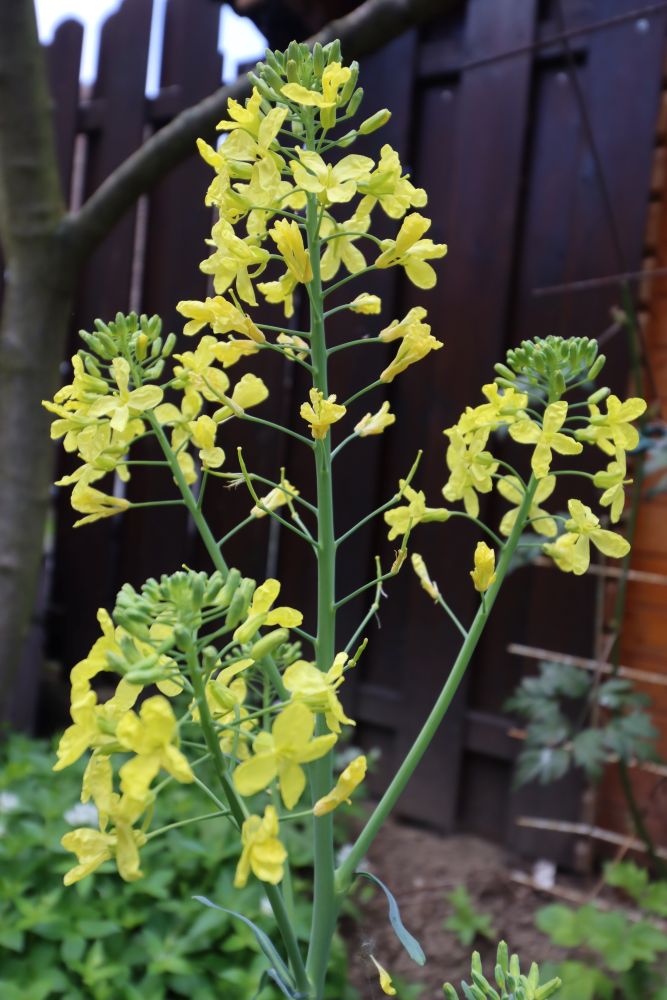 コールラビの花